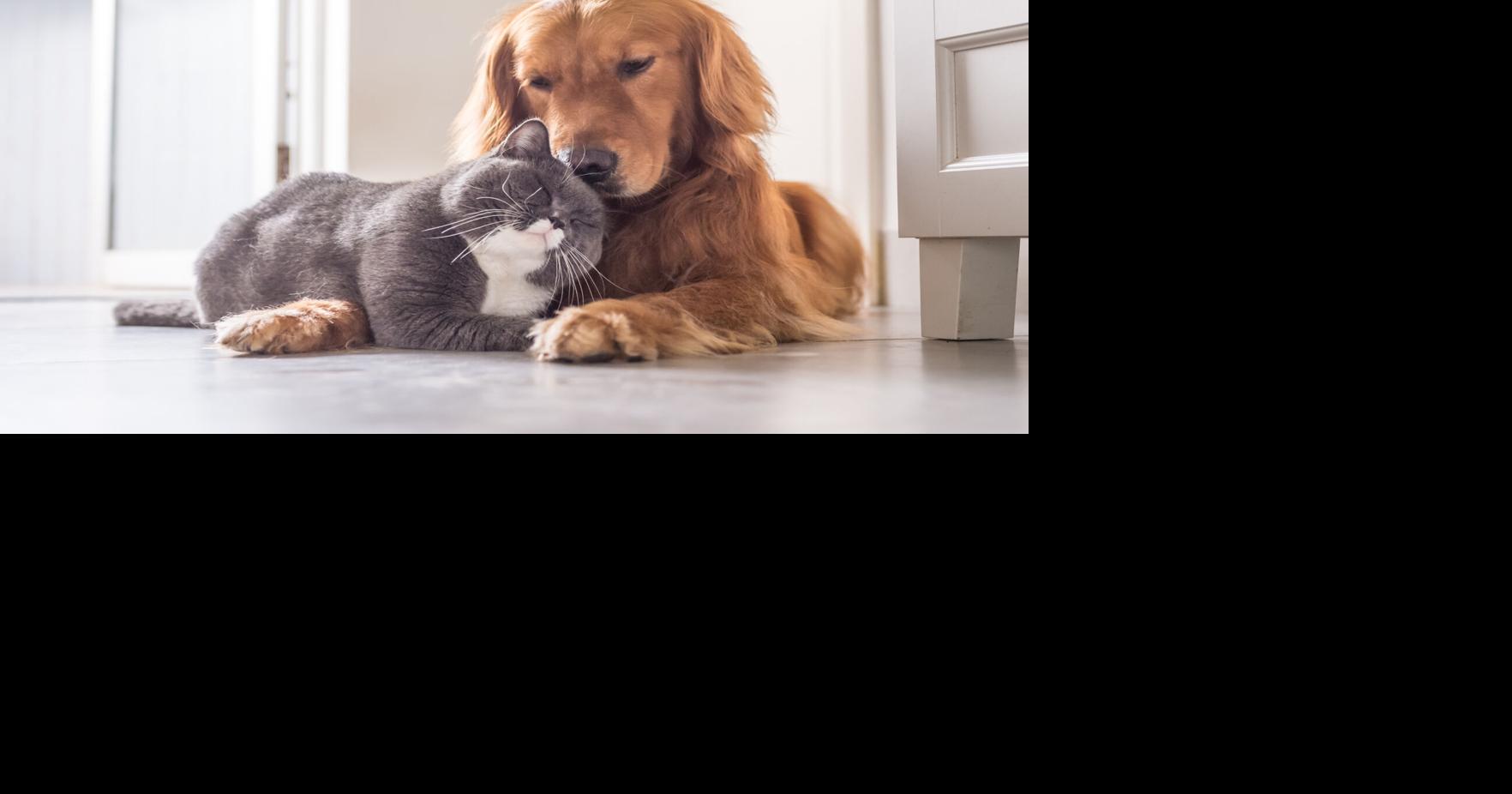 Veterinarian shares essential vaccine guidelines for West Virginia pets