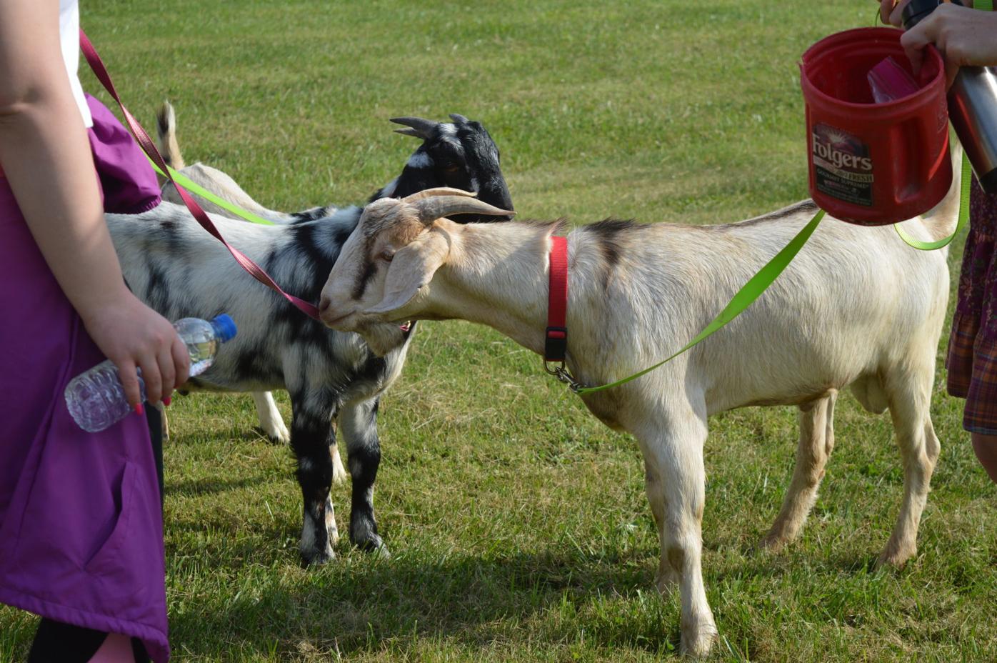 Goats are both a tourism attraction and a business in Arthurdale News