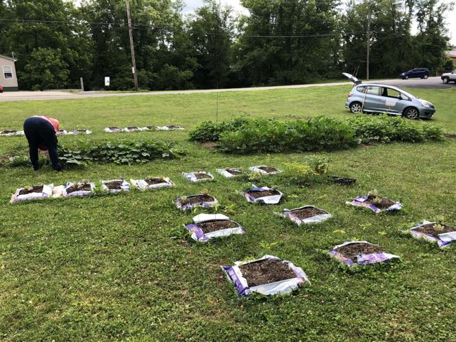 Shinnston Community Garden growing thanks to Try This West Virginia