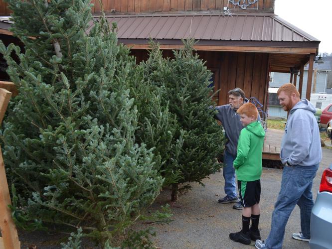 People like tradition of live Christmas tree, convenience and cost of artificial Free News