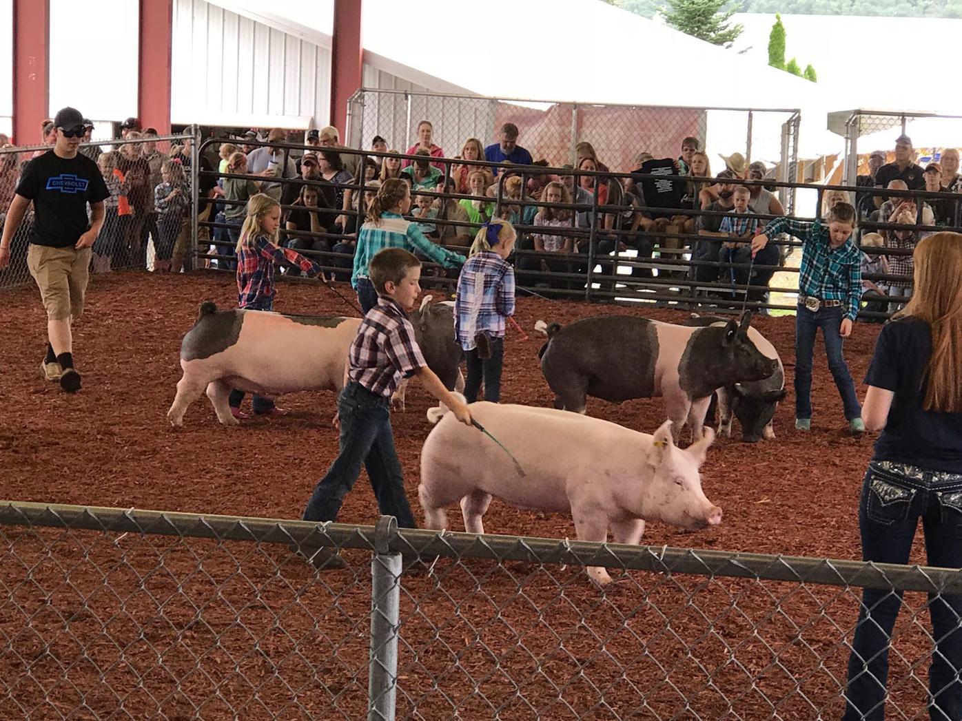 Today's Garrett County Fair activities include Pee Wee Pig Showmanship