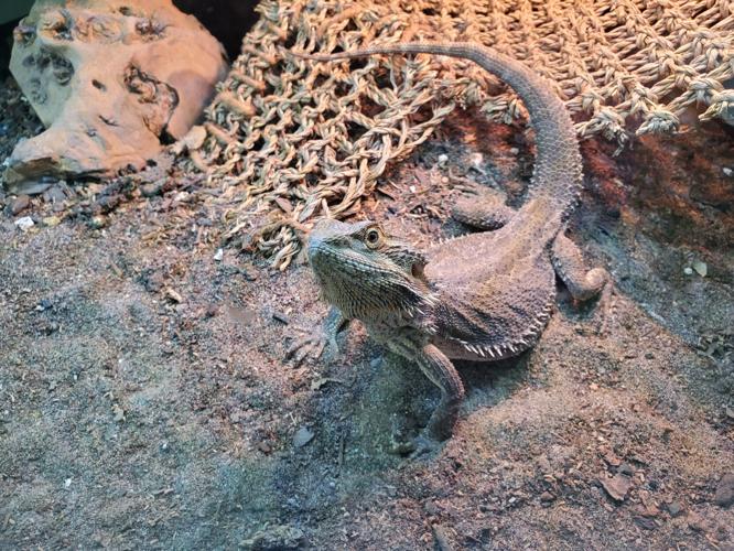 Jackson County teachers educate with classroom critters | Jackson Star ...