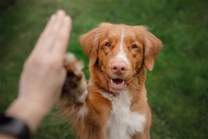 Why does my pet lick so much?