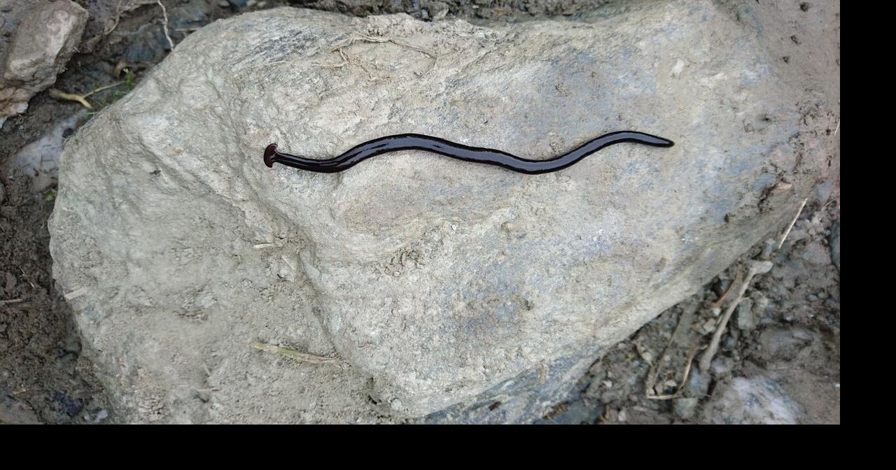 Invasive and Toxic Hammerhead Worms Found in Washington, D.C