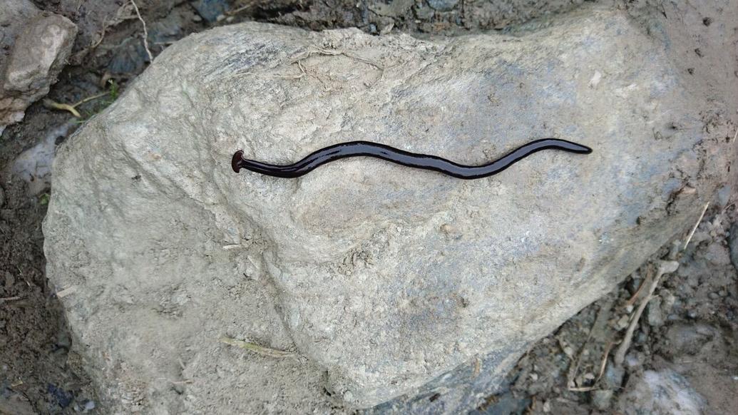Invasive and Toxic Hammerhead Worms Found in Washington, D.C