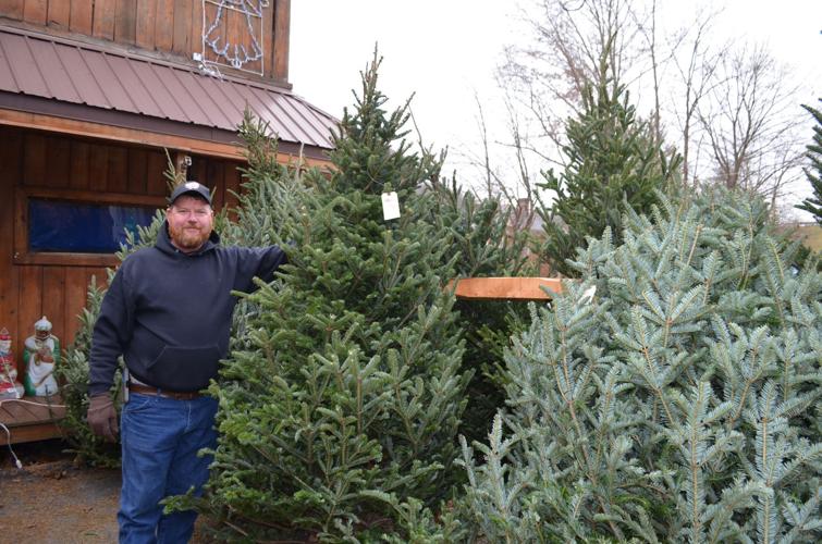 People like tradition of live Christmas tree, convenience and cost of artificial Free News