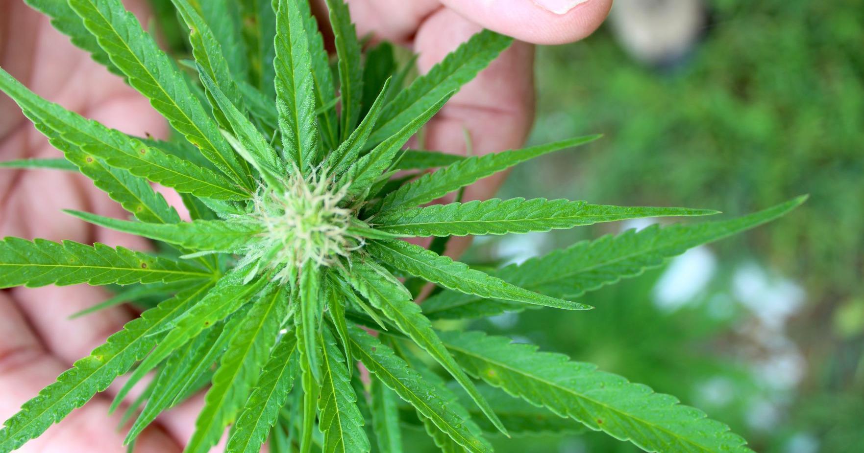 Hemp production continues to fluctuate in West Virginia - Vimarsana News