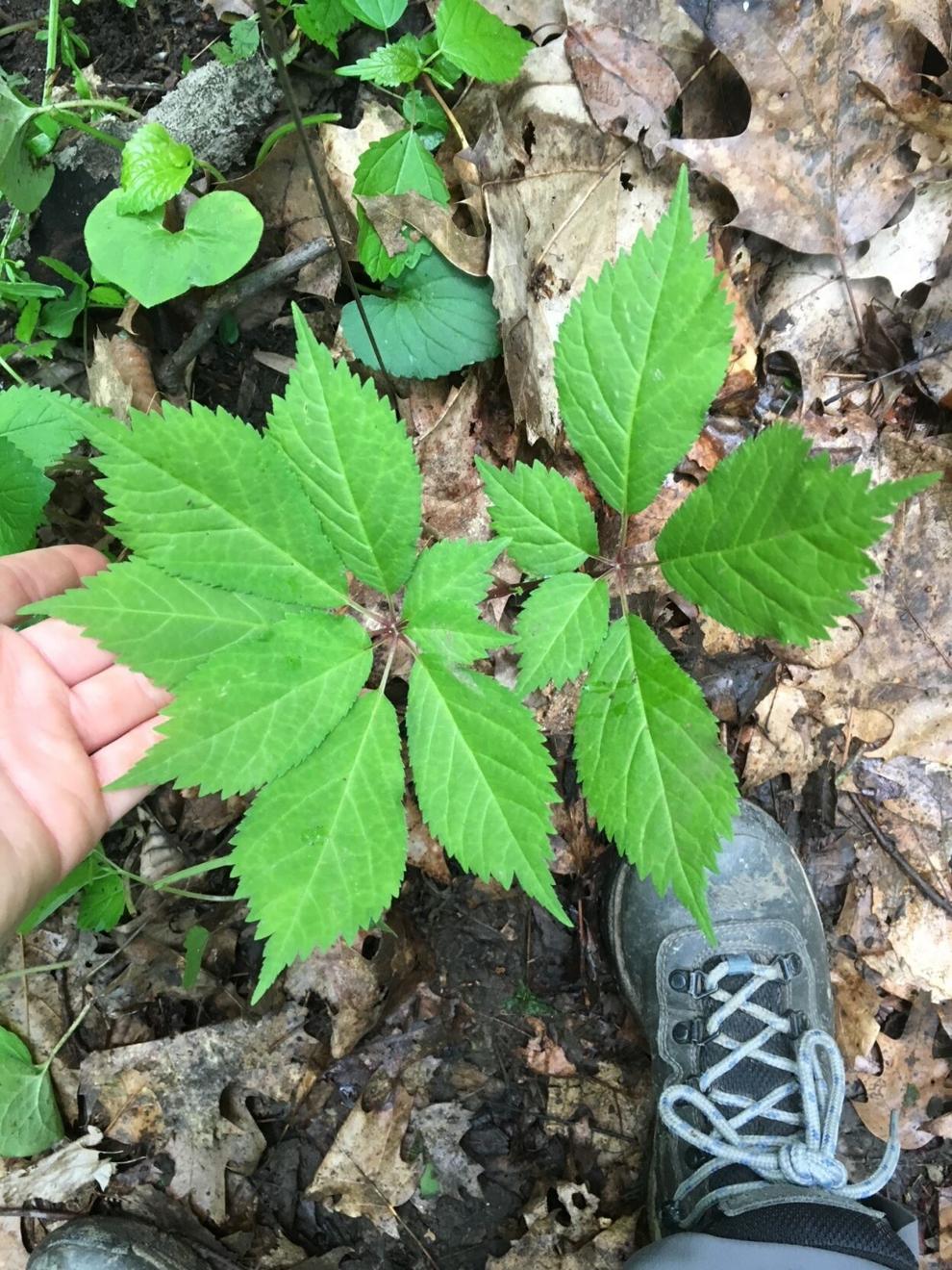 West Virginia's Mon National Forest to begin ginseng permit sales later
