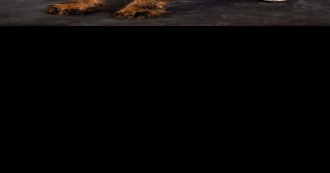 Gallia County Sheriff's Office introduces new therapy dog Gallipolis