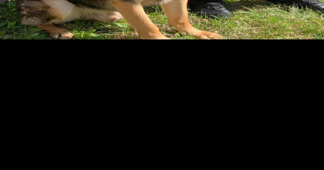 K9 Unit joins the Meigs County Sheriff's office Gallipolis News