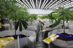 Fluharty: WV losing ‘billions’ as Ohio, Pennsylvania move ahead on legal cannabis