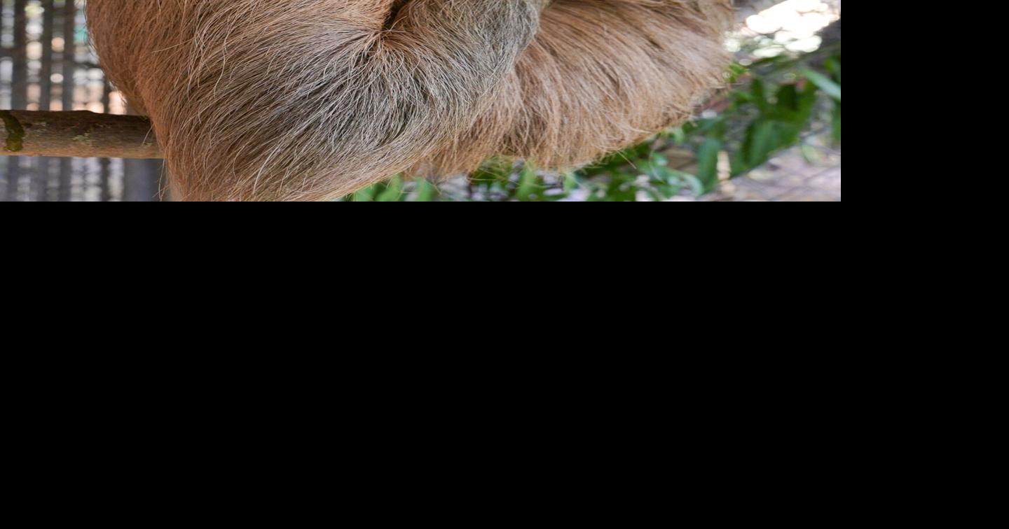 A second sloth dies after transfer to a central Florida zoo from troubled Sloth World
