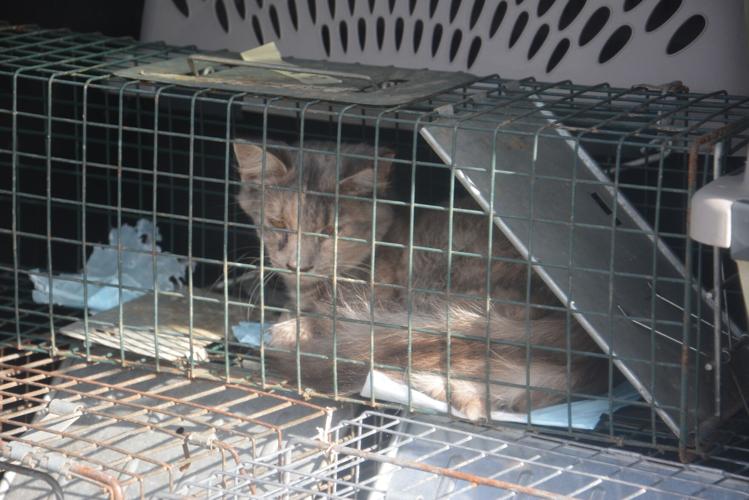 Mariah Goldsmith's love of animals bodes well for new Weston (West