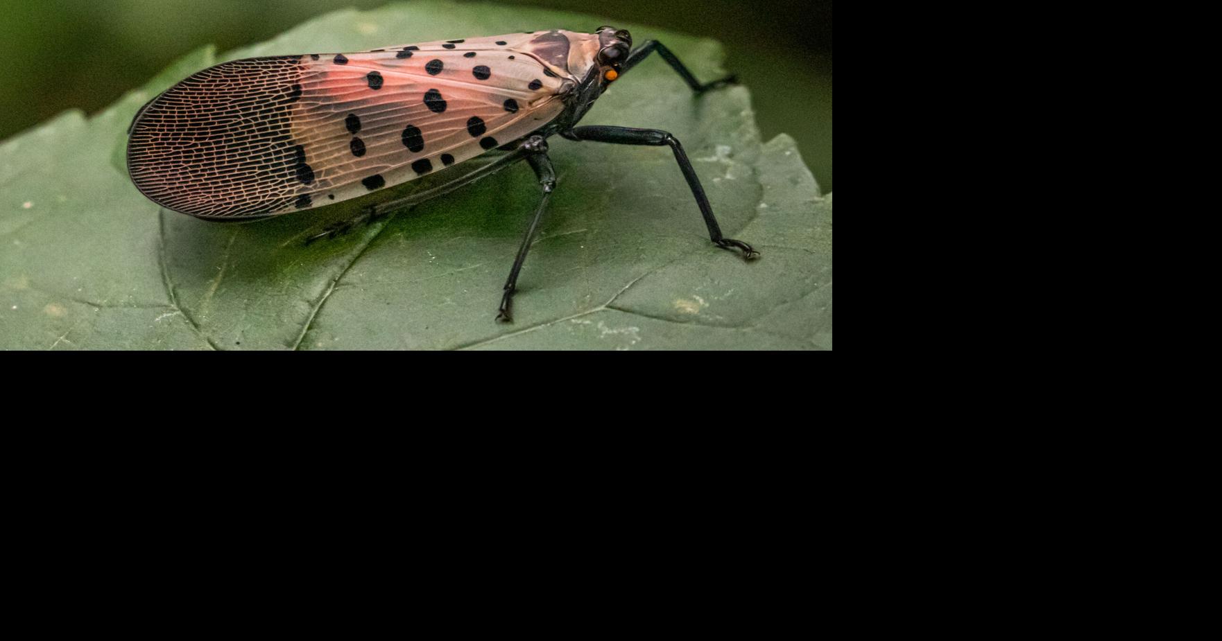 Spotted lanternfly here to stay; state officials urge tree of heaven removal
