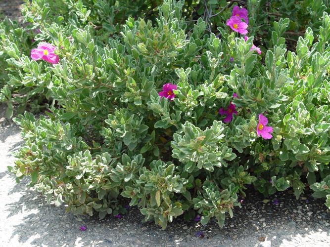 Yardsmart Cistus is a sweetsmelling shrub that’s great for goats