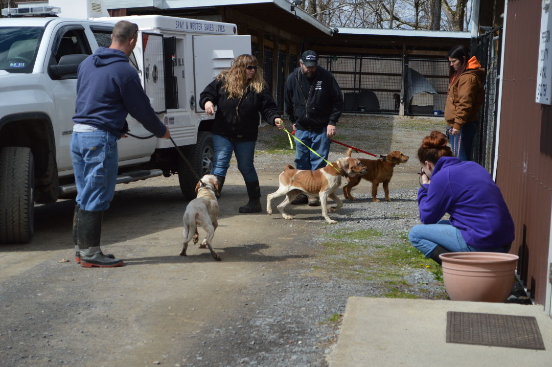 Owner relinquishes 21 dogs to Preston 