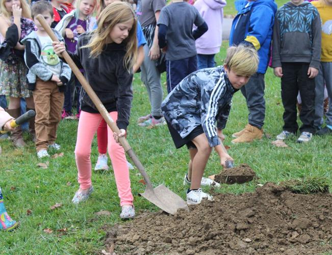 Sugar Maple planted at Friendsville Town Park Garrett News