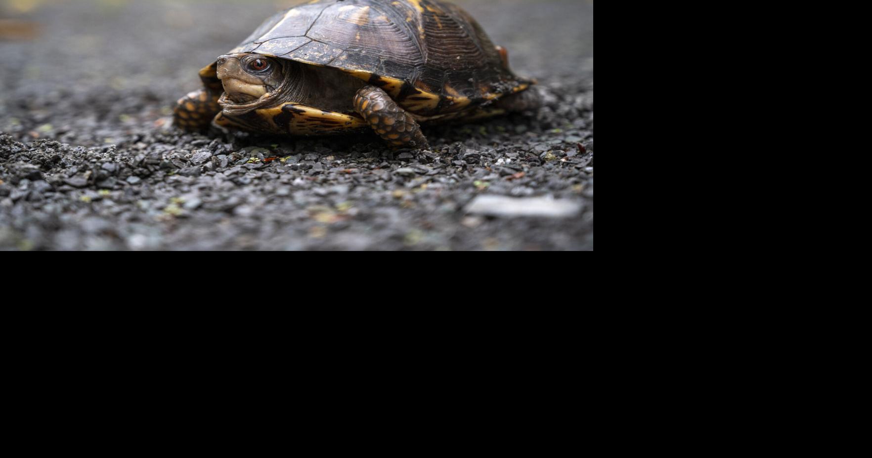 WVDNR seeks input on updated wildlife action plan | WV News | wvnews.com