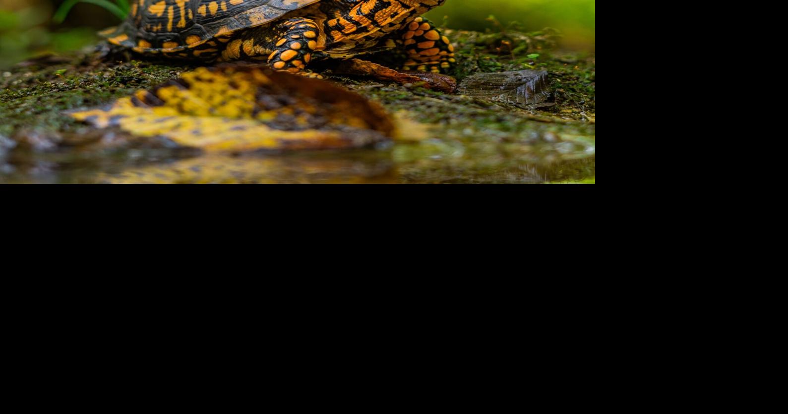 Successfully Reintegrated: Rescued Box Turtles Thrive in West Virginia ...