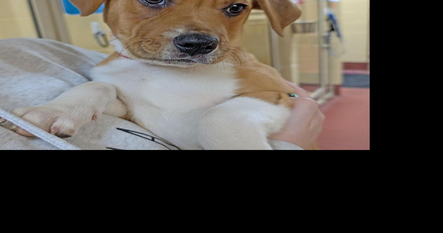 'Adorable Adoptables' available at HART for Animals | Garrett News ...