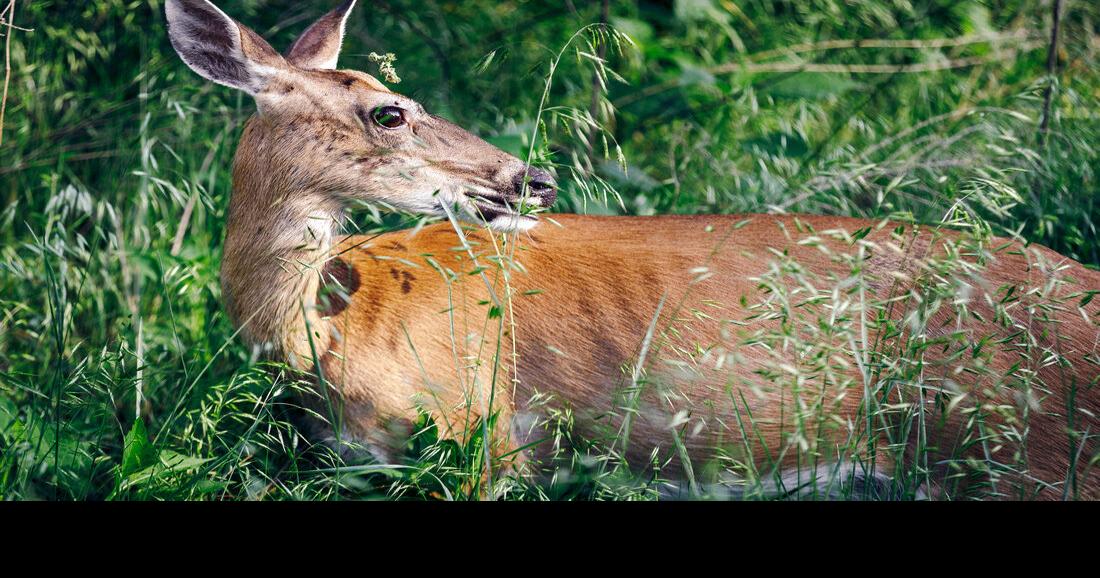 West Virginia deer hunting program hits food pantry