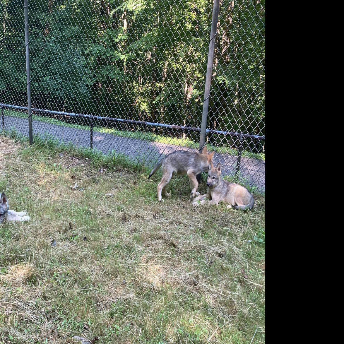 3 wolf pups welcomed to the West Virginia Wildlife Center in Upshur County  | WV News | wvnews.com