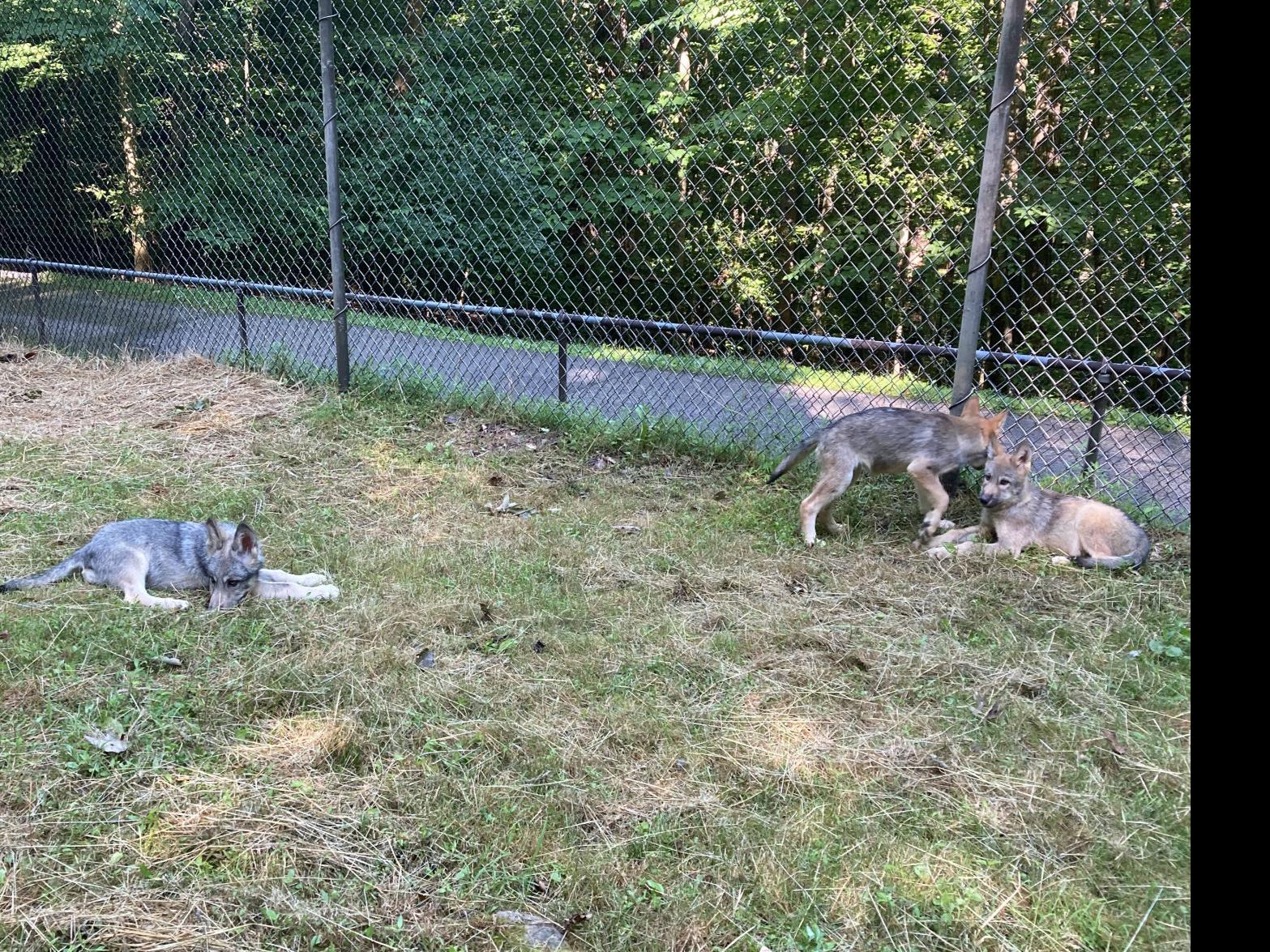3 Wolf Pups Welcomed To The West Virginia Wildlife Center In Upshur County Wv News Wvnews Com