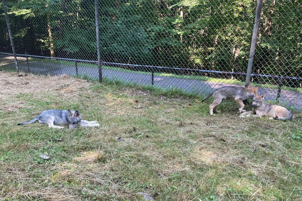 3 wolf pups to the West Virginia Wildlife Center in Upshur