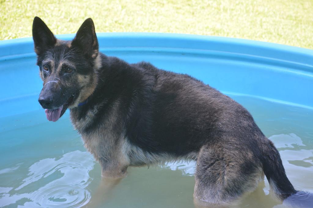 Chiodo Kennels Turning Pups Into Detectives Rescuers And Protectors Wv News Wvnews Com