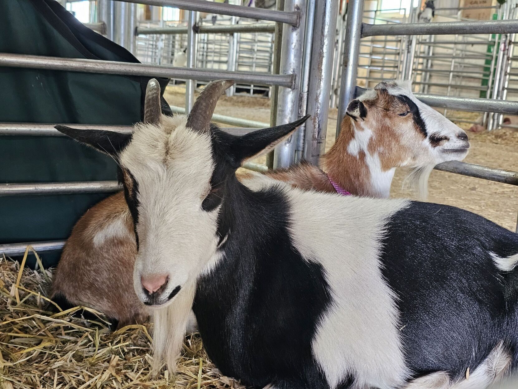 Boulder Hosts the Joyful Celebrations of the County Fair
