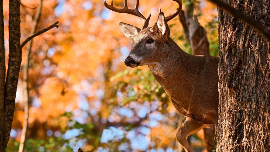 Quartermillion hunters anticipated in West Virginia woods starting