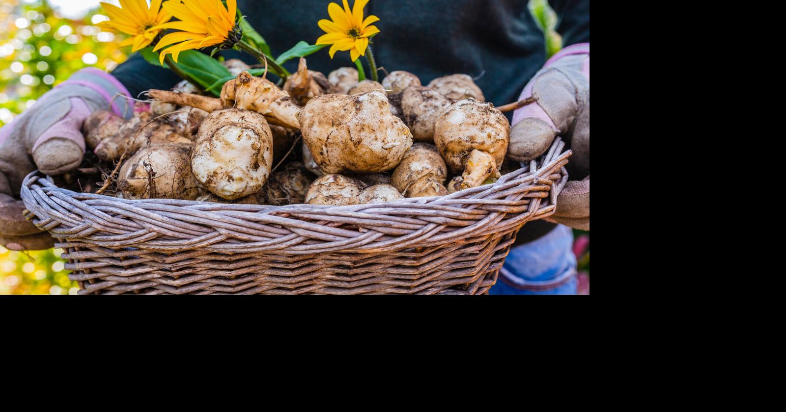 Freshly dug sunchoke roots | | wvnews.com