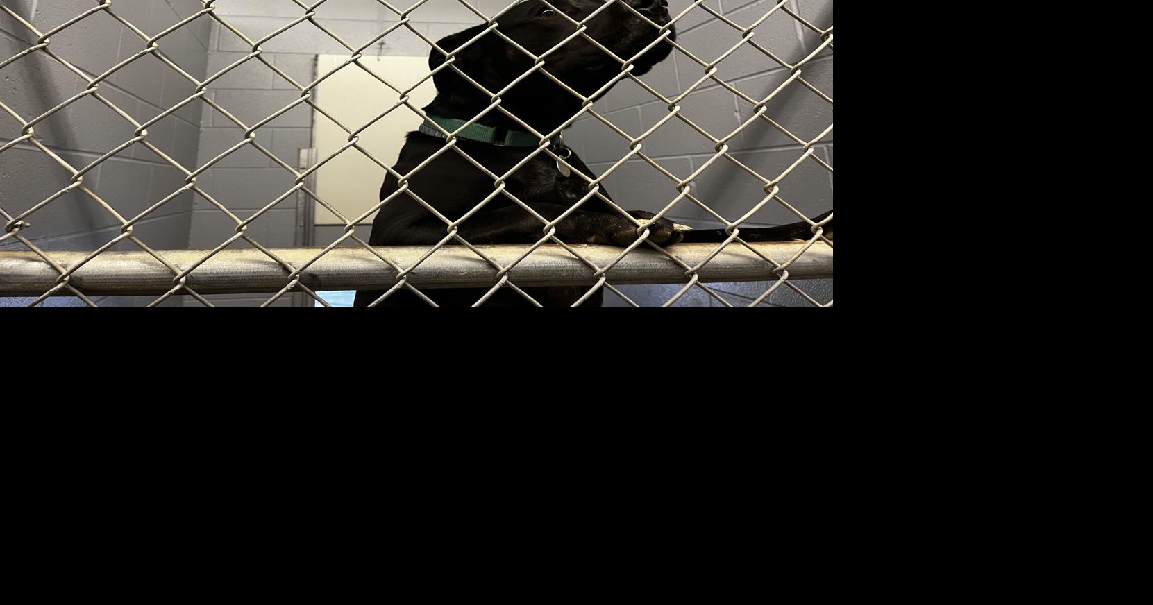 North Central West Virginia animal shelters gain new residents over