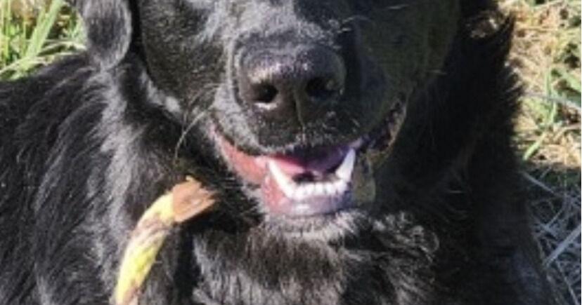 Preston Pet of the Week | | wvnews.com