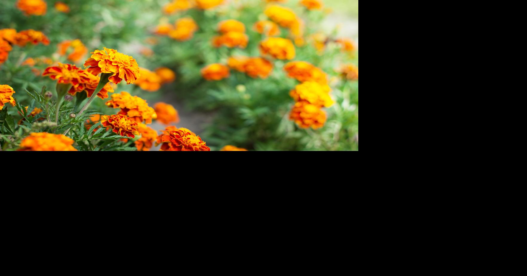 Autumn flower gardening advice from West Virginia experts
