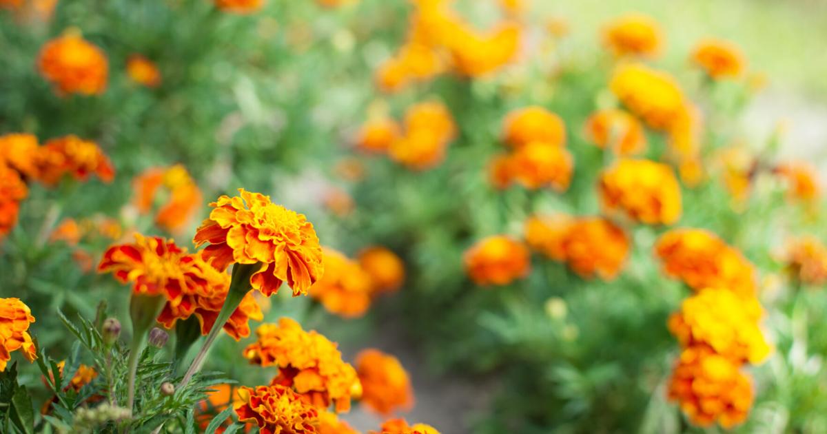 Autumn flower gardening advice from West Virginia experts Autumn flower gardening advice from West Virginia experts