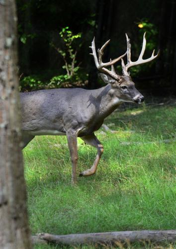 New ms top 5 all time kill  Missouri Whitetails - Your Missouri Hunting  Resource