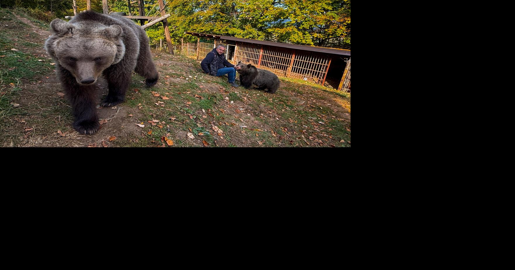 APTOPIX Bosnia Pet Bear