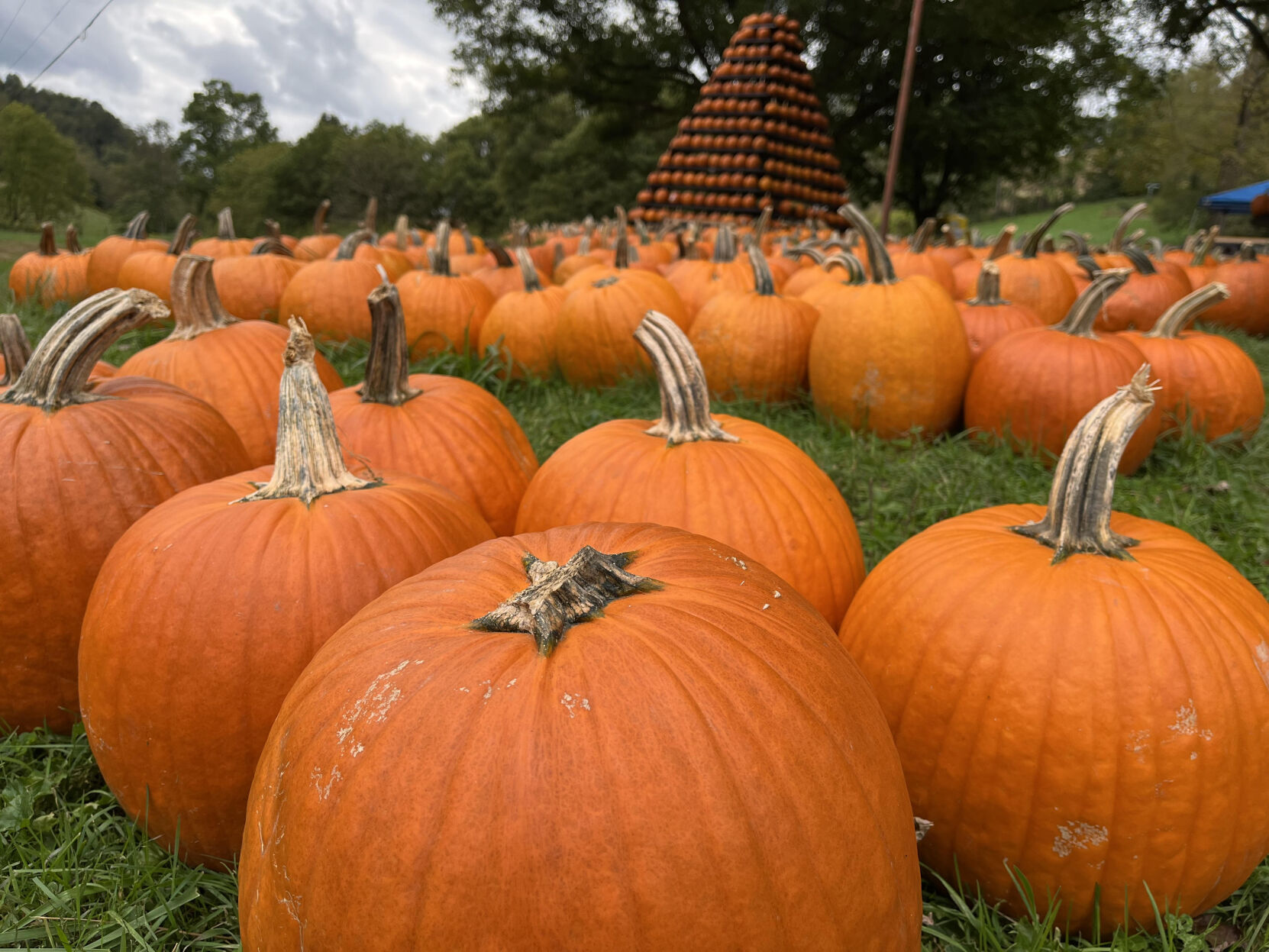 pumpkin patch near clarksburg wv