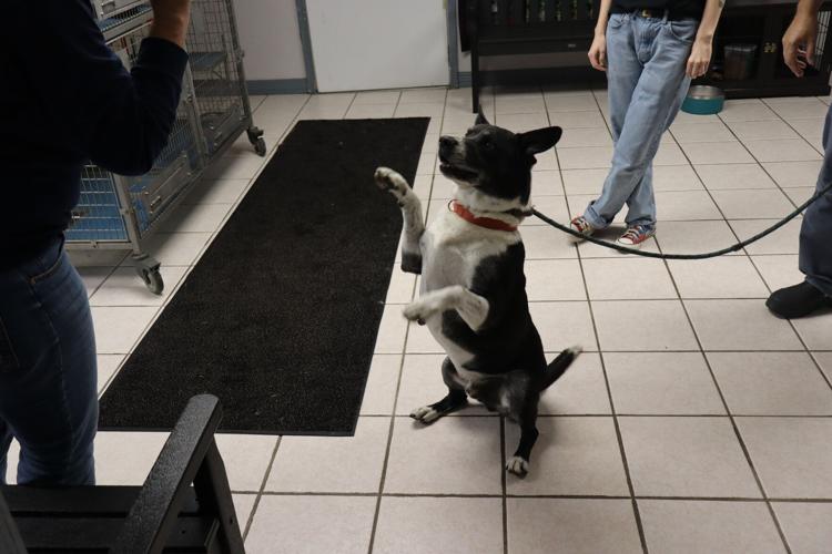 Preston County (West Virginia) Animal Shelter renovations increase