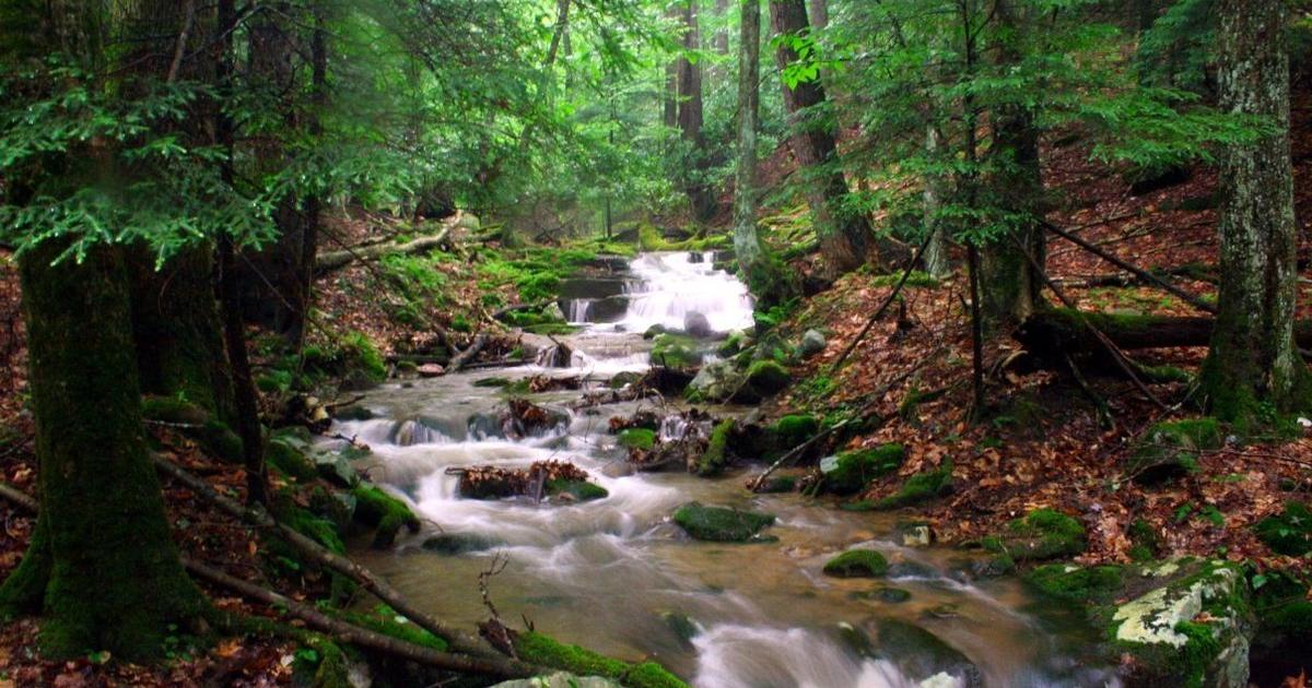 Naturalist Adventures set this weekend at Holly River State Park - Vimarsana News