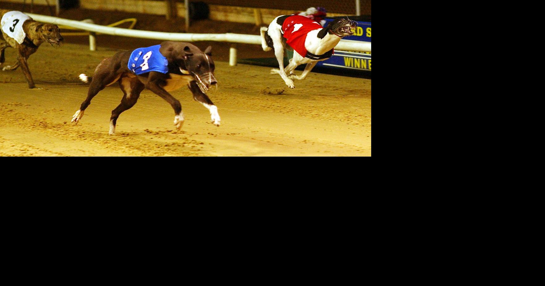 Poll: 65% of West Virginians support phasing out greyhound racing, oppose state subsidies