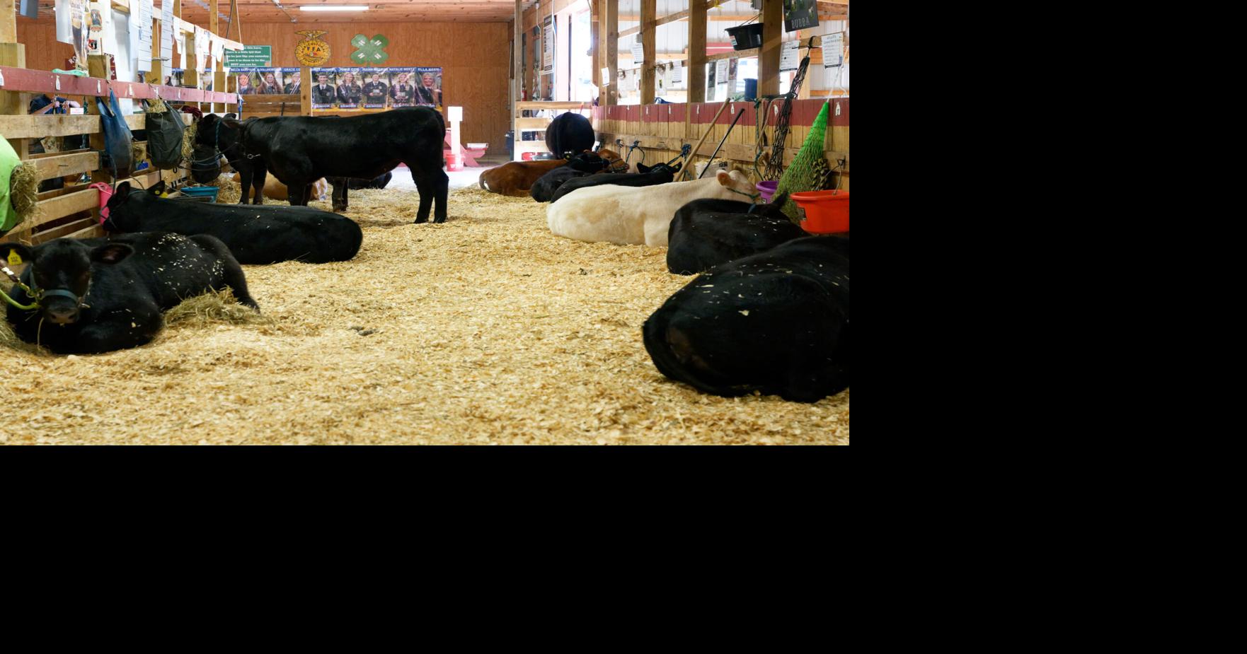 Roane County 4-H, FFA members earn livestock showmanship honors