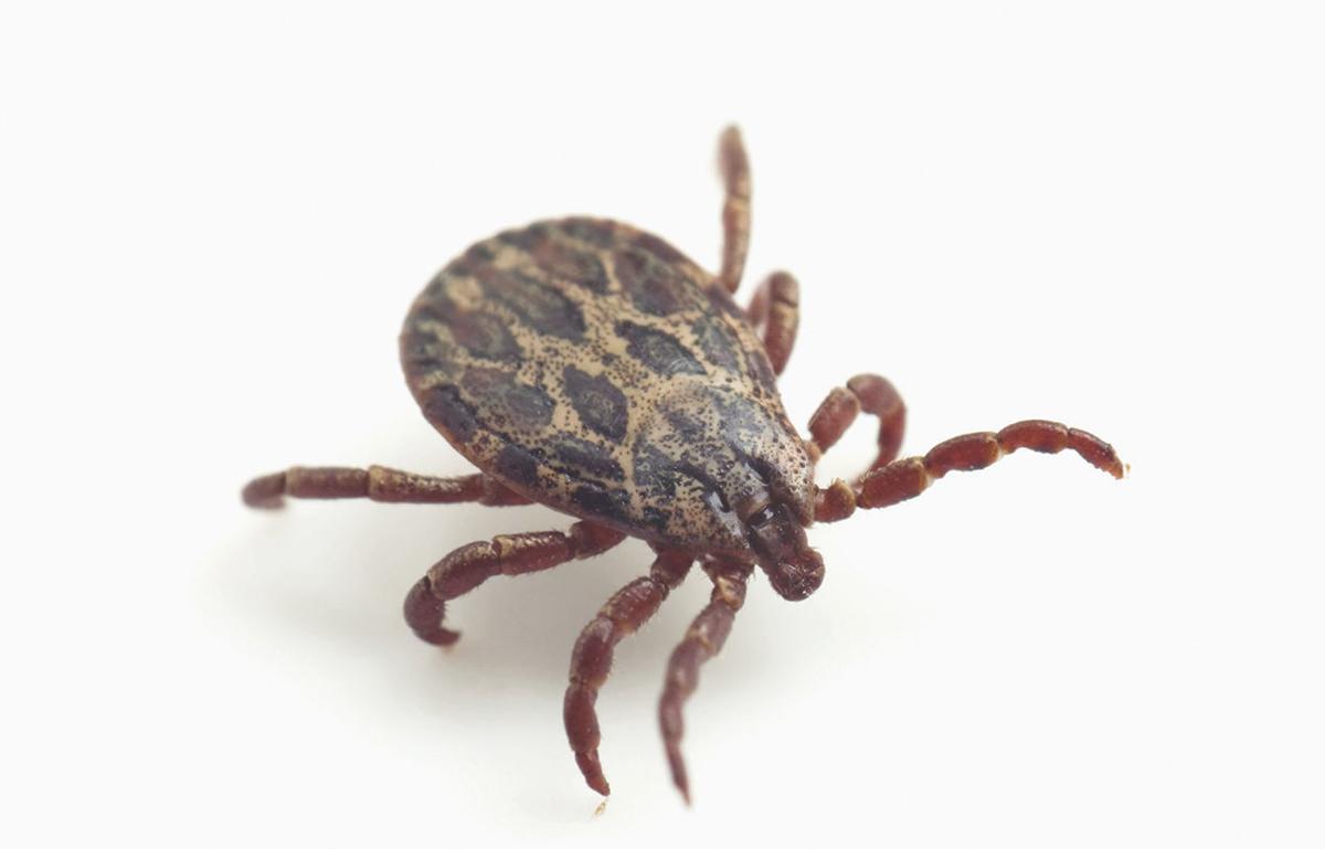 WV health officials warn of diseases possible through ticks, mosquito