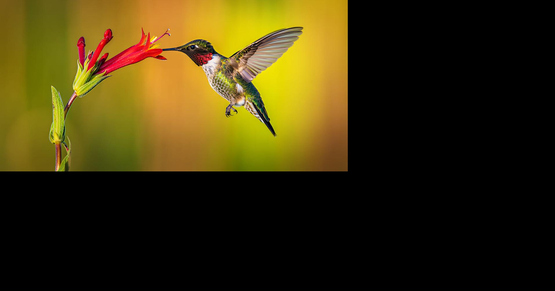 Fare Report: Homemade Hummingbird Food