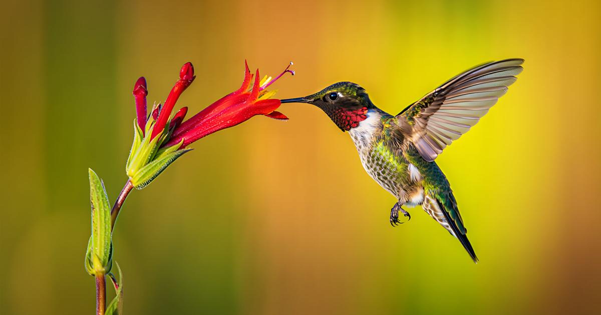 Fare Report: Homemade Hummingbird Food