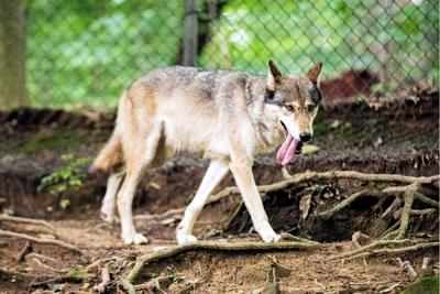 Dnr Resumes Regular Operating Hours At West Virginia Wildlife