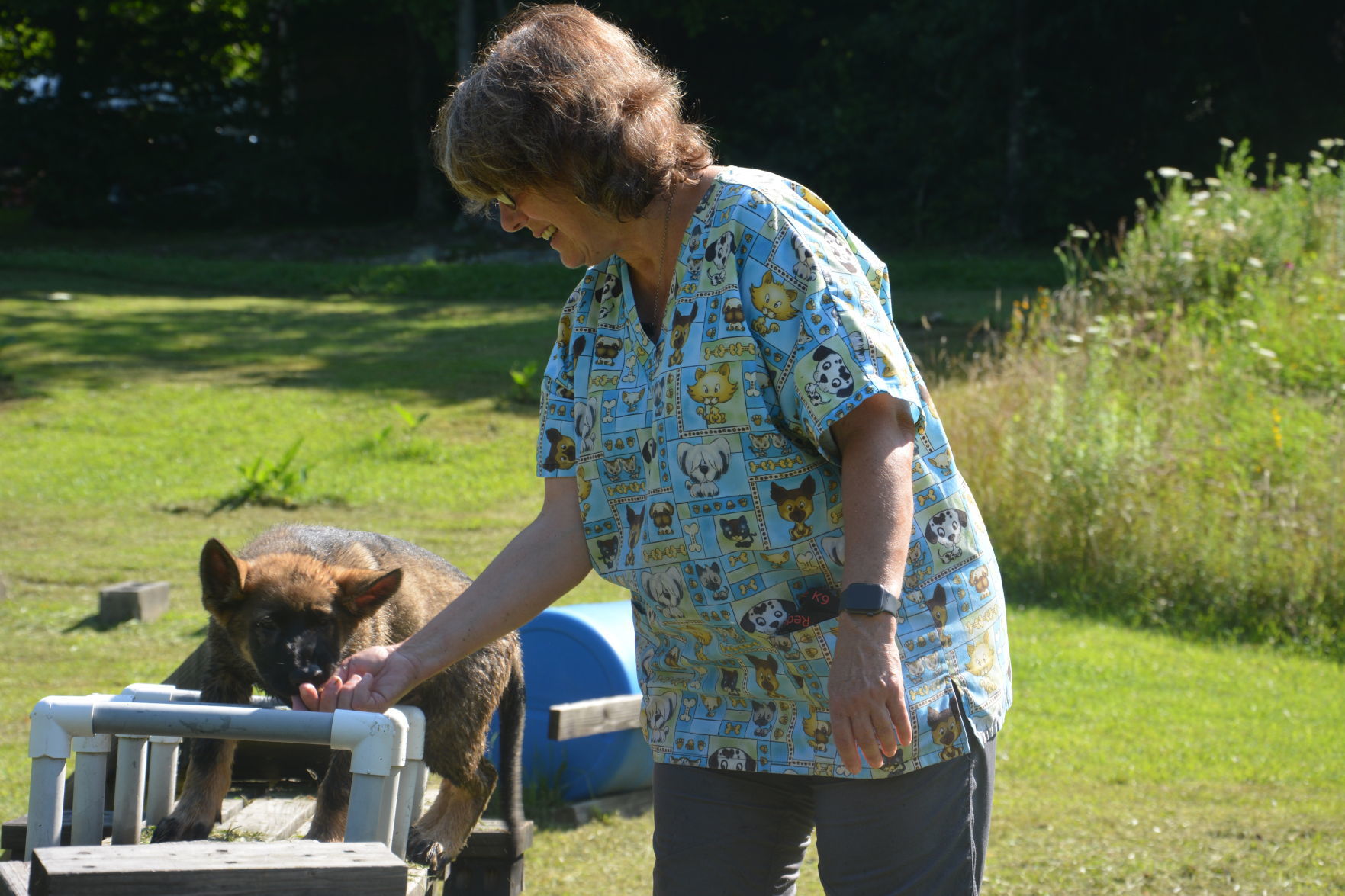 german shepherd obstacle course