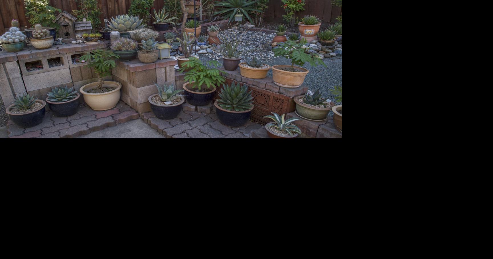 Plucked from the gutter, cactus proves why you might want its kind in ...