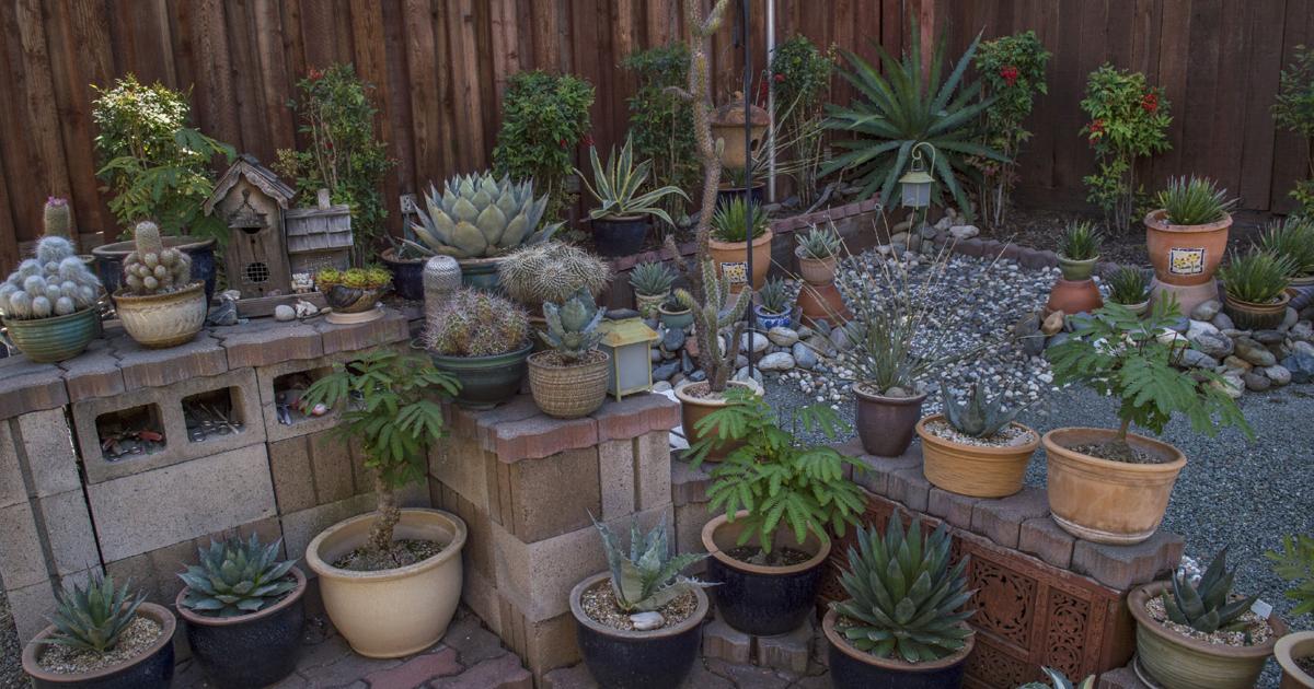 Gutter Catus Plucked from the gutter, cactus proves why you might want its kind in ...